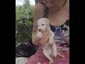 Hallelujah! Puppy is Healing