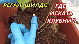 АЛОКАЗИЯ РЕГАЛ ШИЛДС 🌺 ГДЕ ИСКАТЬ КЛУБНИ⁉️ Пересадка и РАЗМНОЖЕНИЕ