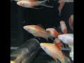 Fancy Goldfish, Kois y tropicales, envio a México y Guatemala. HK AQUATICS