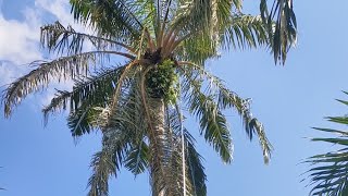 Panen Sawit Tinggi 20 Meter