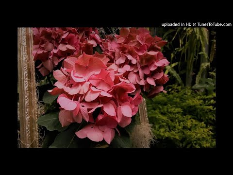 バッハ「無伴奏チェロ組曲」第一番　プレリュード　J.S.Bach Cello Suite No.1