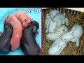 Rabbit growth  baby rabbits growing up day by day  day 115 