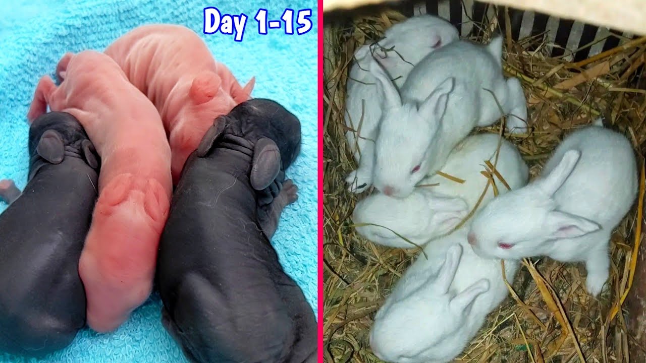 Rabbit Growth - Baby Rabbits Growing Up Day By Day [ Day 1-15 ] - YouTube