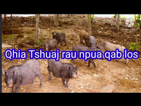 Video: Noj Zaub Mov Kom Zoo Rau Tsiaj?
