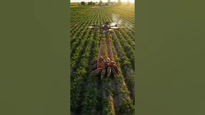 Drones capture wild boars that destroy crops #shorts #villagelife #rurallife #farming