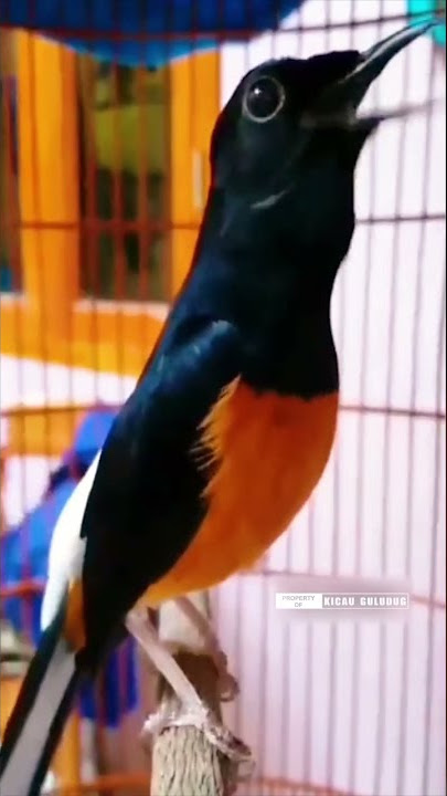 Murai Batu Gacor Emosi Tinggi