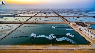 ¿Cómo Pueden Criar Peces De Mar En Medio Del Desierto? | Granja De Peces