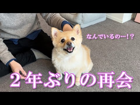 2年ぶりに大好きな友達と再会した愛犬の反応が感動的でした…