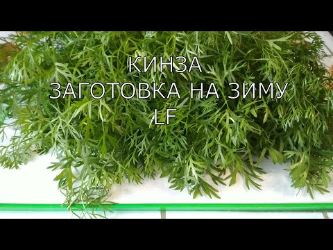 Кинза. Заготовка на зиму.