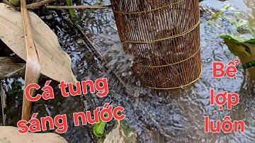 Mồi đặt lợp hiệu quả. Đặt hoài không hết cá toàn cá náy náy | Săn bắt SÓC TRĂNG |