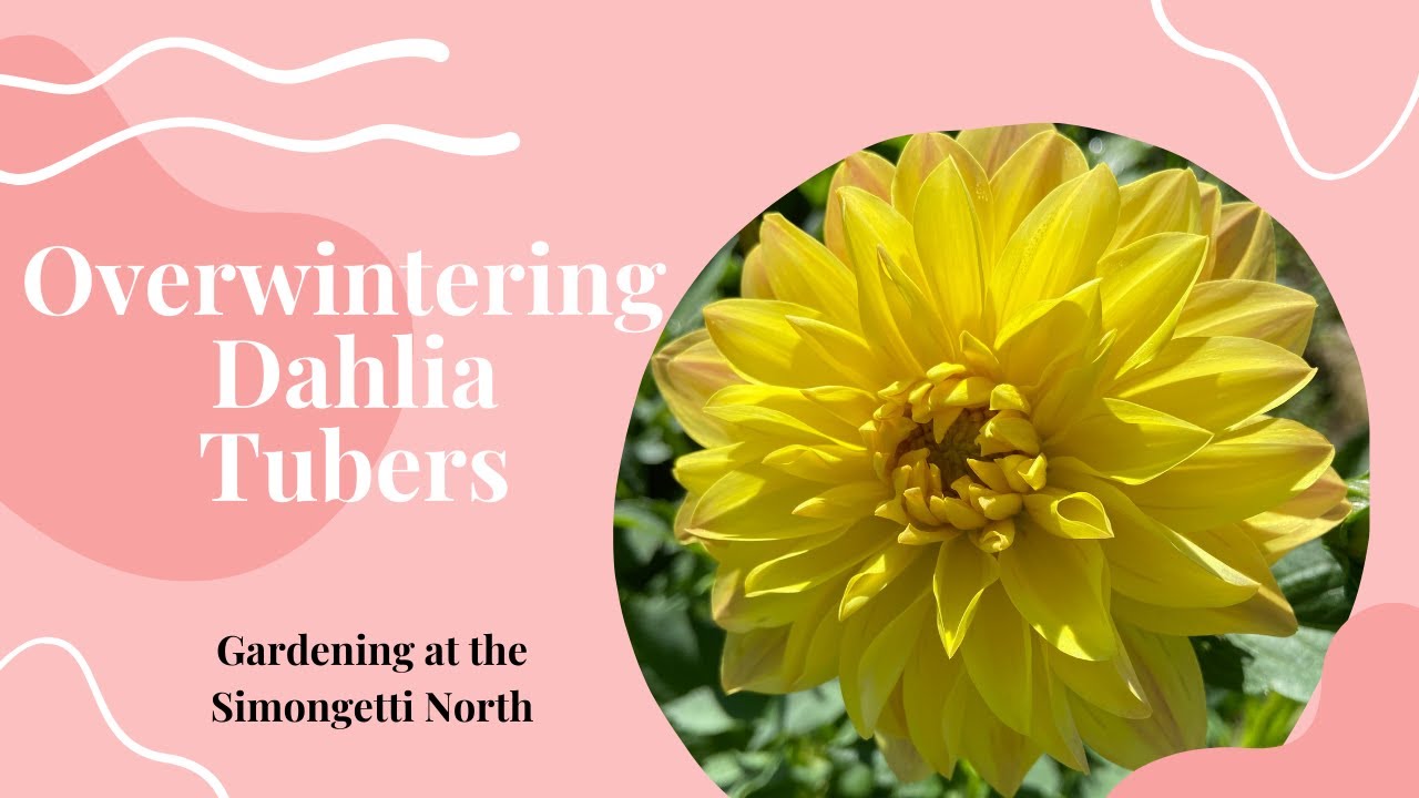 How to Store Dahlia Tubers for Next Season // Gardening at the Simongetti North