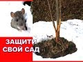 Как подготовить сад к зиме🌳✔️ Защита молодых яблонь от мышей и морозобоин (трещин коры)