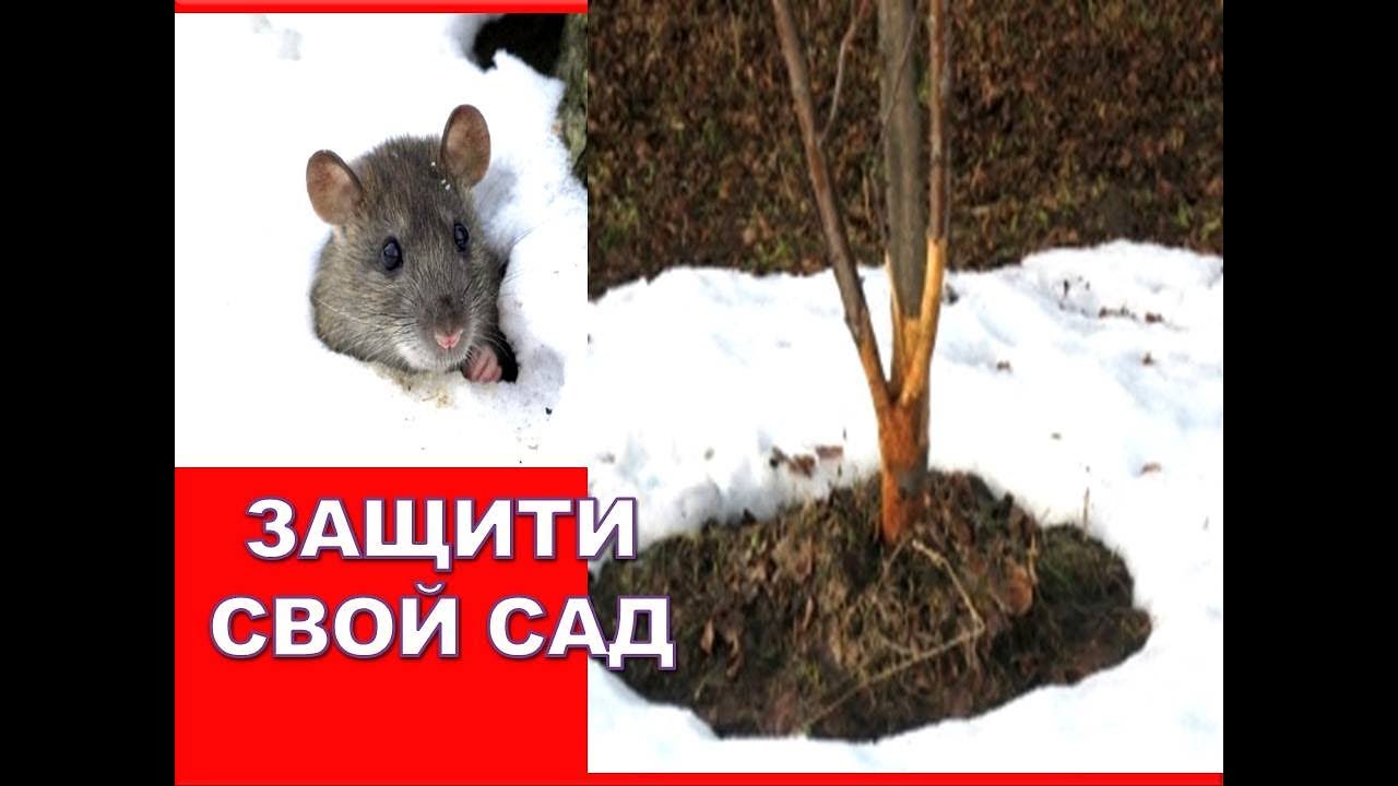 Как подготовить сад к зиме🌳✔️ Защита молодых яблонь от мышей и морозобоин (трещин коры)