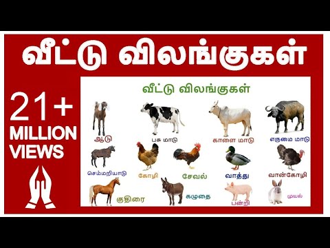 வீட்டு விலங்குகள்| veetu vilangugal | farm animal names for kids in Tamil |  Adipadai Tamil - YouTube