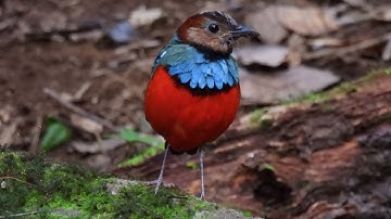 Indonesia   Birding Sulawesi and Halmahera   4K