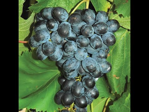 Виноград кишмиш Фэйз. Сезон 2016 (Grapes Kishmish Faith (Faith seedless). Season 2016)