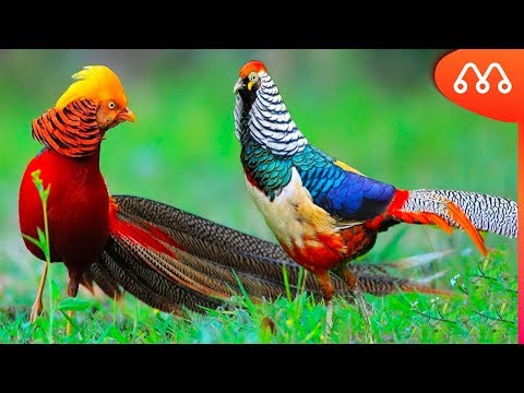 Vídeo: Qual é O Pássaro Mais Lindo Do Mundo