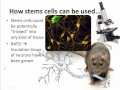 Stem Cells and Their Applications