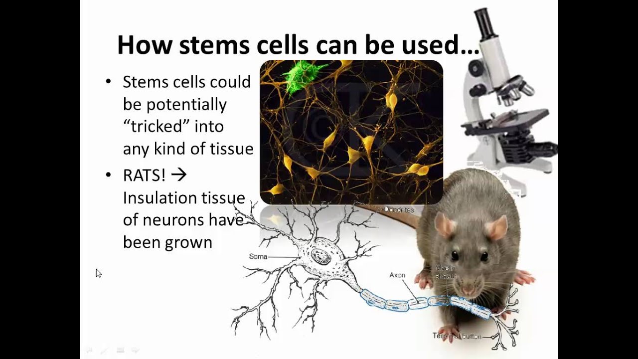 Stem Cells (IB Biology) - YouTube