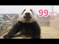 【パンダの赤ちゃん】鼻スタンプをペタン♪（99日齢）