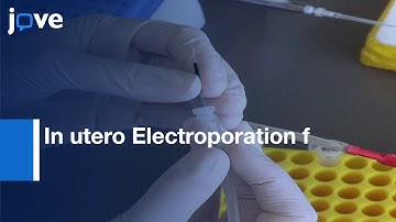 In utero Electroporation for genetic manipulation of Hypothalamus | Protocol Preview