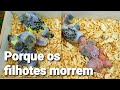 POR QUE O FILHOTE DE PERIQUITO MORRE NO NINHO? 4K