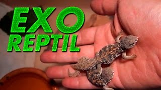 Exo Reptil - Uromastyx Recien Nacidos ( Uromastyx Ocellata )