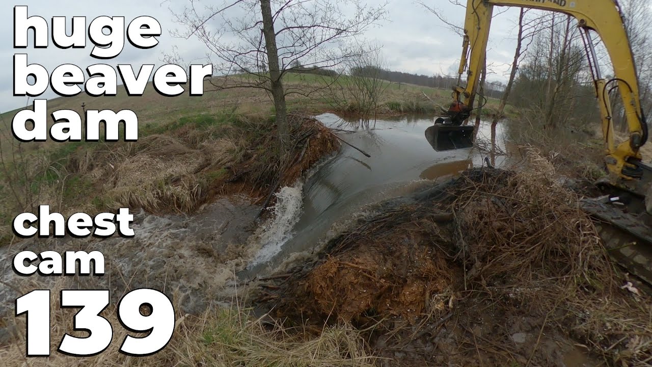 It Was Something BIG - Beaver Dam Removal With Excavator No.139 - Chest Cam