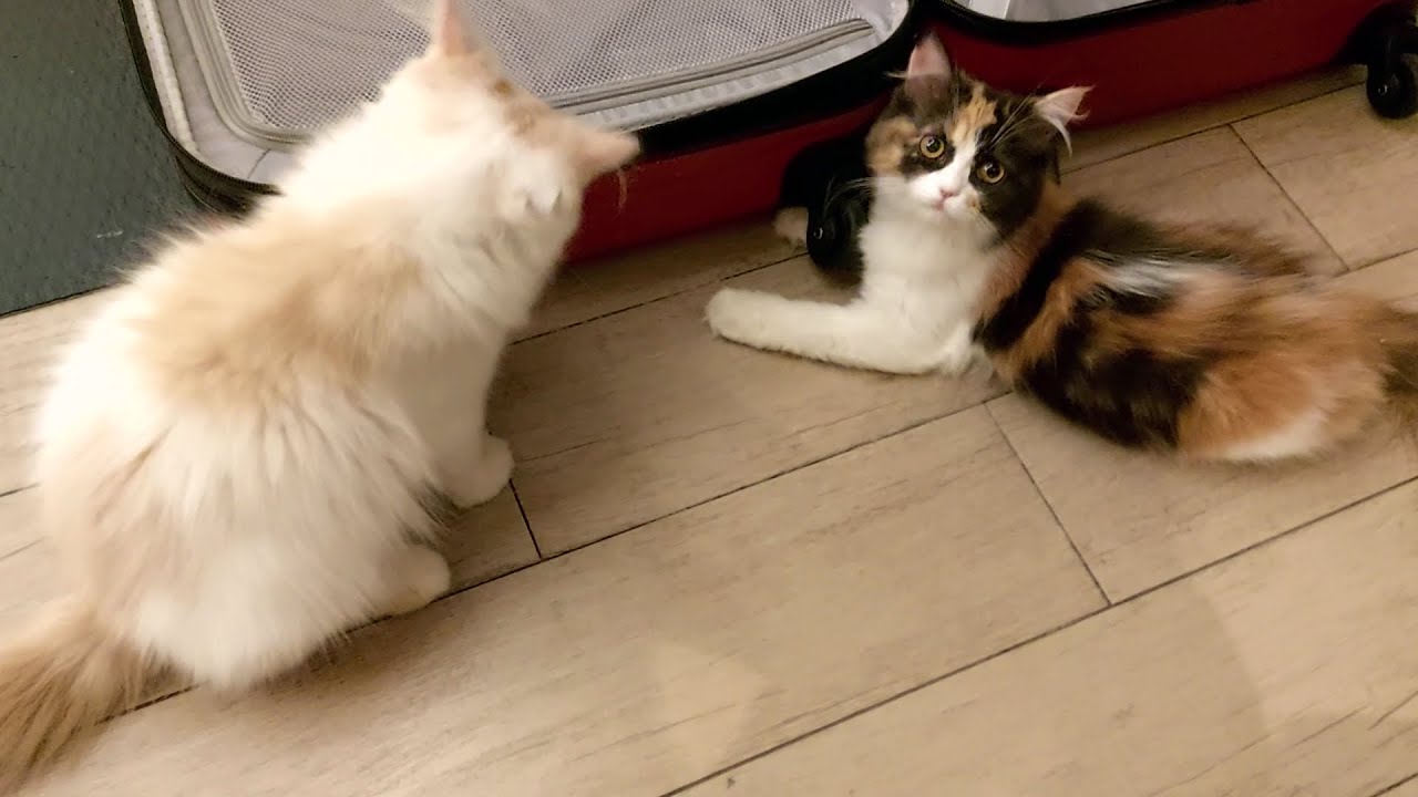 Kittens engage in an epic battle against a larger enemy. Who will