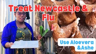 DONT BUY CHICKEN MEDICINE AGAIN. Use Aloevera and ashe to treat Cough and Newcastle!