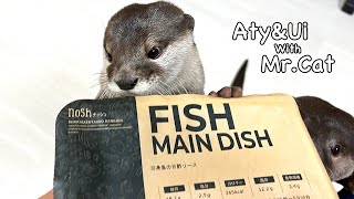 Otters desperately appeals for a tasty fish dish. [Otter life Day 679]