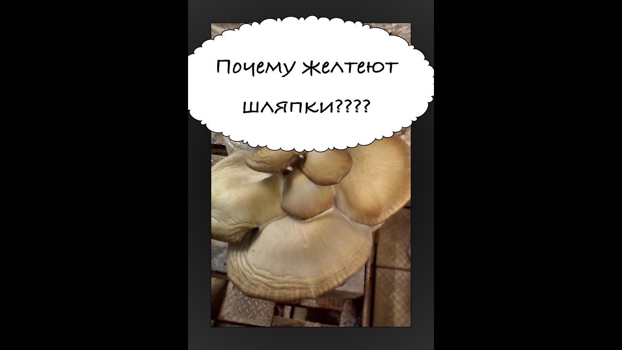 Почему желтеют и сохнут шляпки у вешенки???