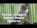 Cucak Jenggot Speed Rapat Cocok Buat Masteran Murai Batu Mp3 - Mp4 Download