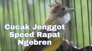 Cucak Jenggot Gacor Speed Rapat Isian Gereja Tarung Buat Masteran Murai Batu Kacer Cucak Ijo