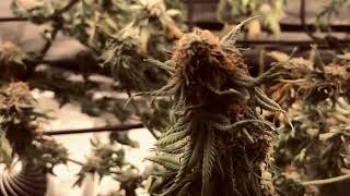 Goliath Growers Mac n Cheese                   week 4 flower