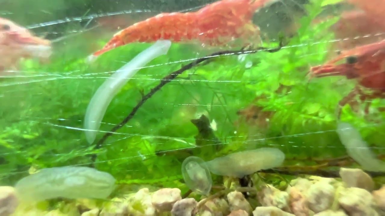 Planaria attacking the shrimps.