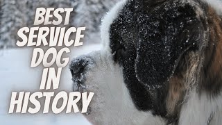 The Saint Bernard: Best Service Dog In History