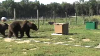 Медведи и пасека Медведи и пасека