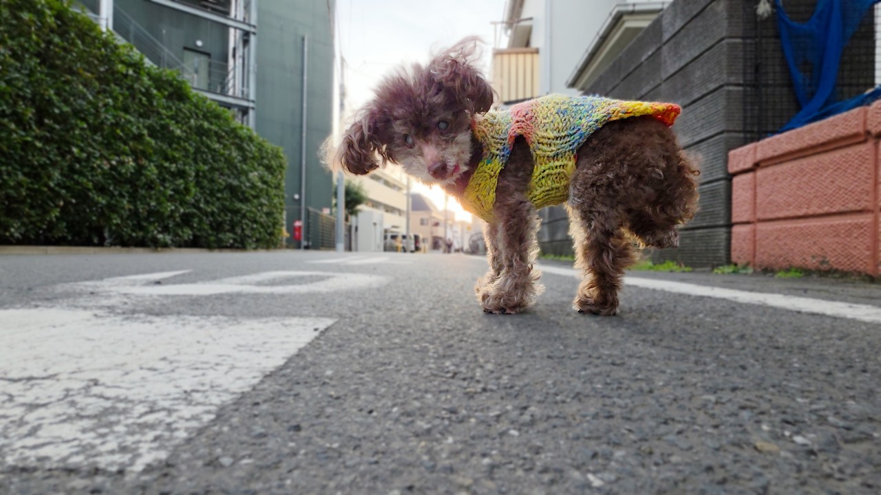 分離不安以上恋人未満の16歳トイプードル