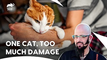 Intercat Aggression Pushes a Family to Breaking Point | My Cat From Hell S5 E6 | Animal Planet