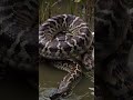 #viralvideo #foryou #food #asmr #reelsvideoシvideo #shorts #animals #reelviral   #sealife 60