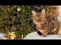 Bengal cat mimis first christmas how does she react to our christmas trees