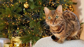 Bengal Cat Mimi's first Christmas. How does she react to our Christmas trees?