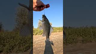 Плашки зарядили!Сом пойман!дикие места Казахстана!#shorts #shortvideo #рекомендации #youtube #2025