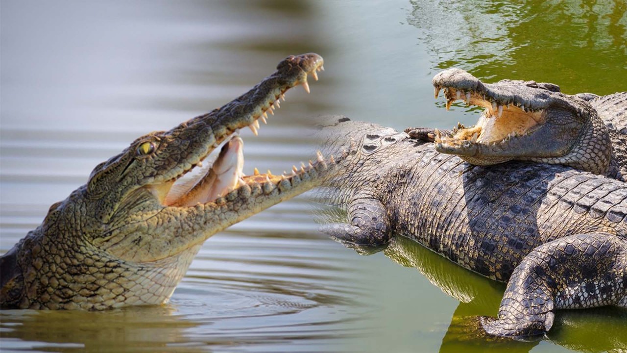 MAMBA TISHIO UKEREWE MWANZA | MWILI WA MWANAFUNZI WAHOFIWA KULIWA NA MAMBA