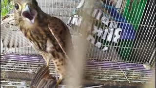 Suara Burung Alap alap_Burung yang mirip burung elang