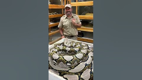 Grumpy Momma Python Going Wild! 🐍