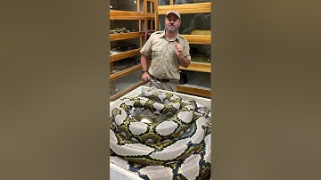 Grumpy Momma Python Going Wild! 🐍