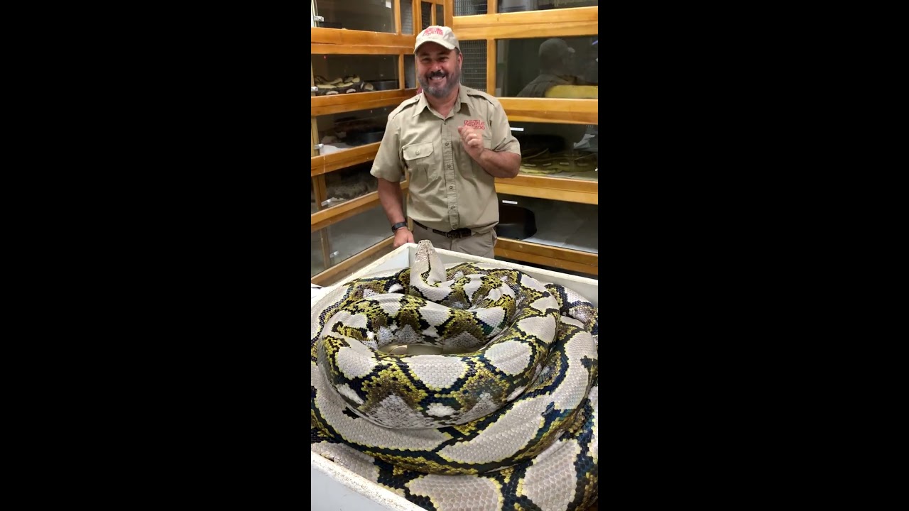 Grumpy Momma Python Going Wild 