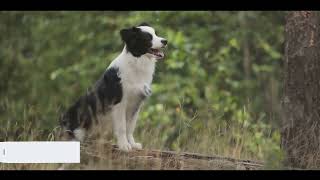 Dog breeds-Finding your best companion